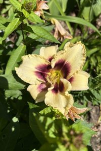 gelbe Blume